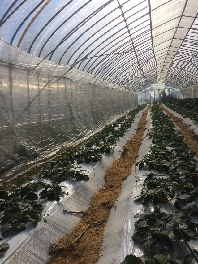 Photo 12-7-15, 10 54 59